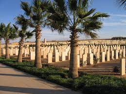 Knightsbridge War Cemetery with date palms in the foreground and rows of gravestones behind